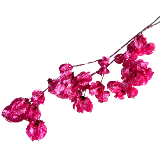 Casa Alegria Pink Splatter Bougainvillea Trockenblumen | Länge ± 45 Zentimeter | Gewicht ± 35 Gramm