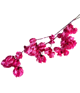 Casa Alegria Pink Splatter Bougainvillea Trockenblumen | Länge ± 45 Zentimeter | Gewicht ± 35 Gramm