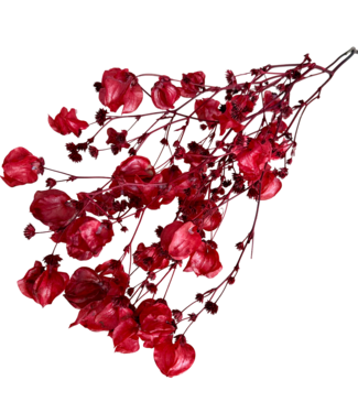 Dolce Vita Rote Bougainvillea Trockenblumen | Länge ± 45 Zentimeter | Gewicht ± 35 Gramm