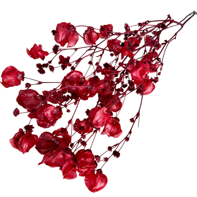 Bougainvilliers rouges fleurs séchées | Longueur ± 45 centimètres | Poids ± 35 grammes