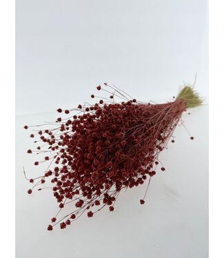 Dutch Dried Linum orange-rouge - Lin de fleurs séchées | Longueur ± 55 centimètres | Poids ± 150 grammes