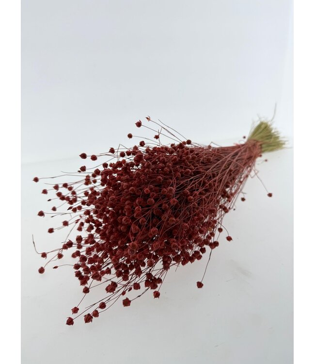 Linum orange-rouge - Fleurs séchées de lin | Longueur ± 55 centimètres | Poids ± 150 grammes