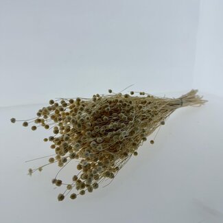 Casa Alegria White bleached Linum - Flax dried flowers | Length ± 55 centimetres | Weight ± 150 grams