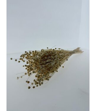 Casa Alegria Wit gebleekte Linum - Vlas droogbloemen | Lengte ± 55 centimeter | Gewicht ± 150 gram