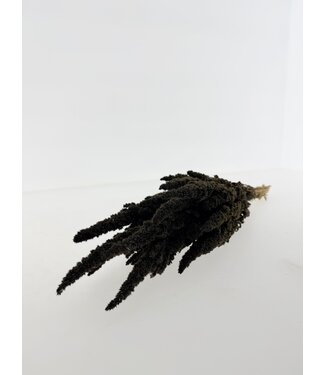 Dutch Dried Donkergrijze Amaranthus Cruentus droogbloemen | Lengte ± 60 centimeter | Gewicht ± 100 gram