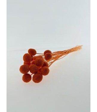 Casa Alegria Dunkler Lachs Craspedia Trockenblumen | Länge ± 50 Zentimeter | Pro 20 Stiele