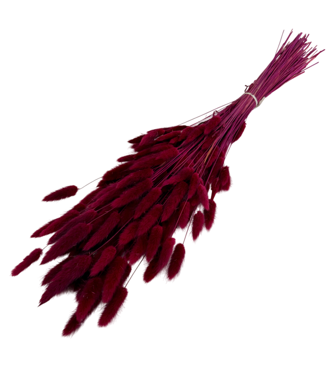 Bordeaux Red Lagurus Dried Flowers | Length ± 70 centimetres | Weight ± 100 grams