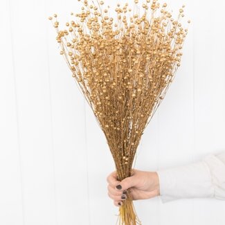 Dutch Dried Linum doré - Fleurs séchées de lin | Longueur ± 55 centimètres | Poids ± 150 grammes