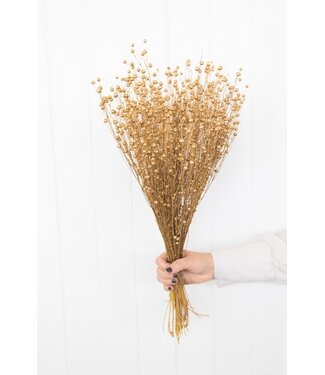 Dutch Dried Goudkleurig Linum - Vlas droogbloemen | Lengte ± 55 centimeter | Gewicht ± 150 gram