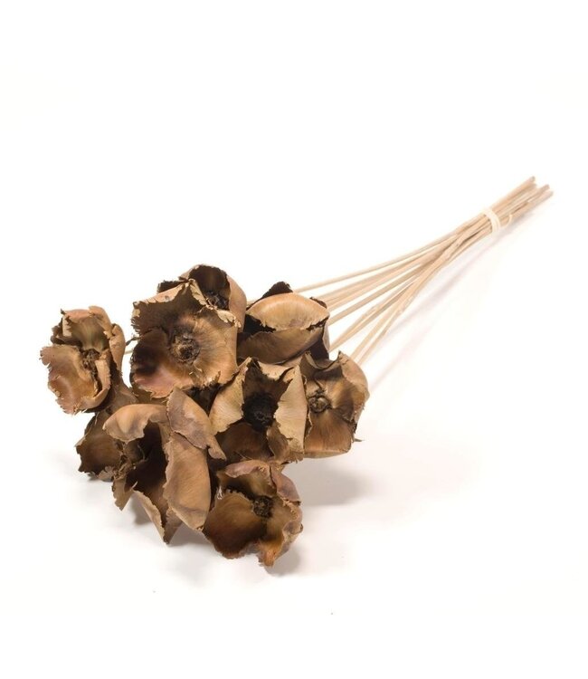 Natürliche braune Palm Cup Trockenblumen | Länge ± 60 Zentimeter | Pro 10 Stück