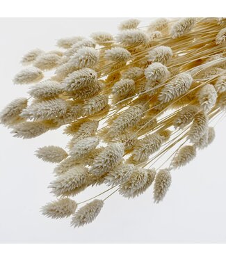 Casa Alegria Wit Gebleekte Phalaris droogbloemen | Lengte ± 75 centimeter | Gewicht ± 150 gram