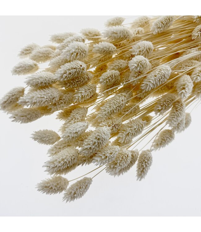 Weiße gebleichte Phalaris Trockenblumen | Länge ± 75 Zentimeter | Gewicht ± 150 Gramm