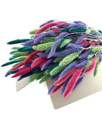 Dutch Dried Mix Setarea Trockenblumen | Länge ± 70 Zentimeter | Gewicht ± 150 Gramm