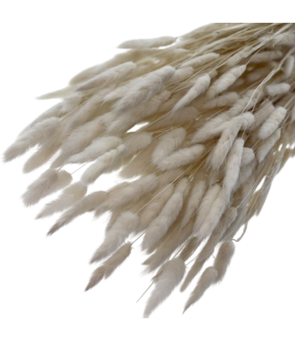 Casa Alegria Wit gebleekte Lagurus droogbloemen | Lengte ± 65 centimeter | Gewicht ± 100 gram