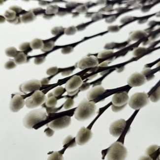 MyFlowers Chatons de saule Salix blanc naturel | Longueur ± 65 centimètres | Par 20 branches