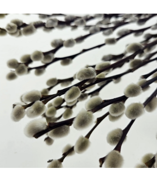 MyFlowers Chatons de saule Salix blanc naturel | Longueur ± 65 centimètres | Par 20 branches