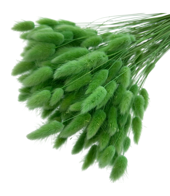 Light green Lagurus dried flowers | Length ± 65 centimetres | Weight ± 100 grams