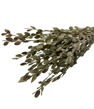 Dutch Dried Olivgrüne Baby Lunaria Trockenblumen | Länge ± 65 Zentimeter | Pro 5 Stiele