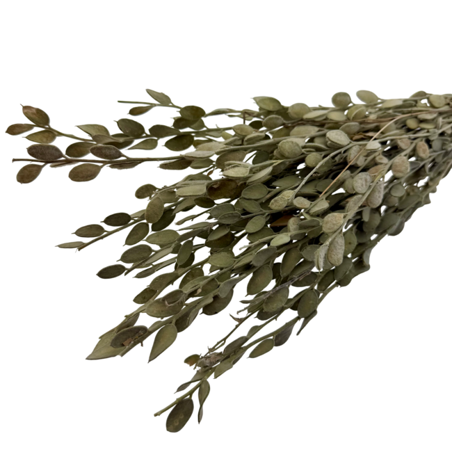 Fleurs séchées Baby Lunaria vert olive | Longueur ± 65 centimètres | Par 5 tiges