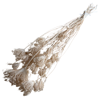 Dolce Vita White bleached Ammi Majus dried flowers | Length ± 80 centimetres | Weight ± 150 grams | Per 10 stems
