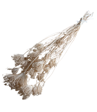 Dolce Vita Wit gebleekte Ammi Majus droogbloemen | Lengte ± 80 centimeter | Gewicht ± 150 gram | Per 10 stelen