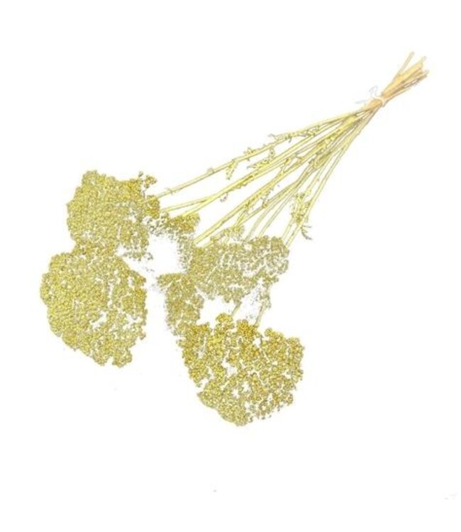 Golden Achillea Parker dried flowers | Length ± 60 centimetres | Per 10 stems