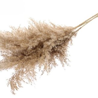 Dutch Dried Naturel bruine Plumeau Pluimen | Lengte ± 100 centimeter | Gewicht ± 125 gram | Per 5 pluimen