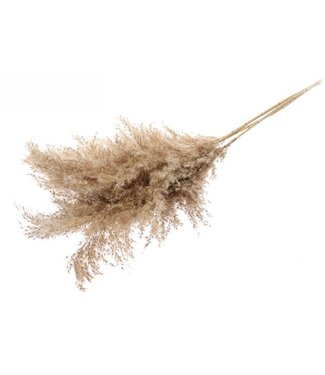 Dutch Dried Plumeau en plumes naturelles | Longueur ± 100 centimètres | Poids ± 125 grammes | Par 5 plumes