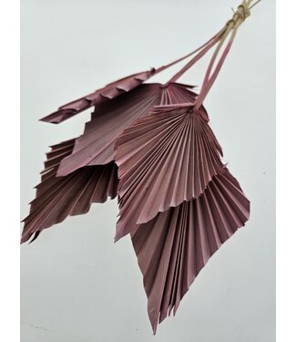 Dutch Dried Roze gedroogde Palm Speer | Lengte ± 45 centimeter | Per 5 takken
