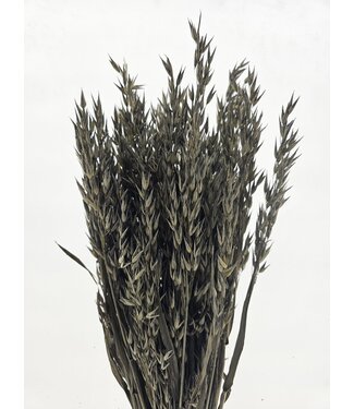 Dutch Dried Alte graue Avena Hafer Trockenblumen | Länge ± 70 Zentimeter | Gewicht 150 Gramm