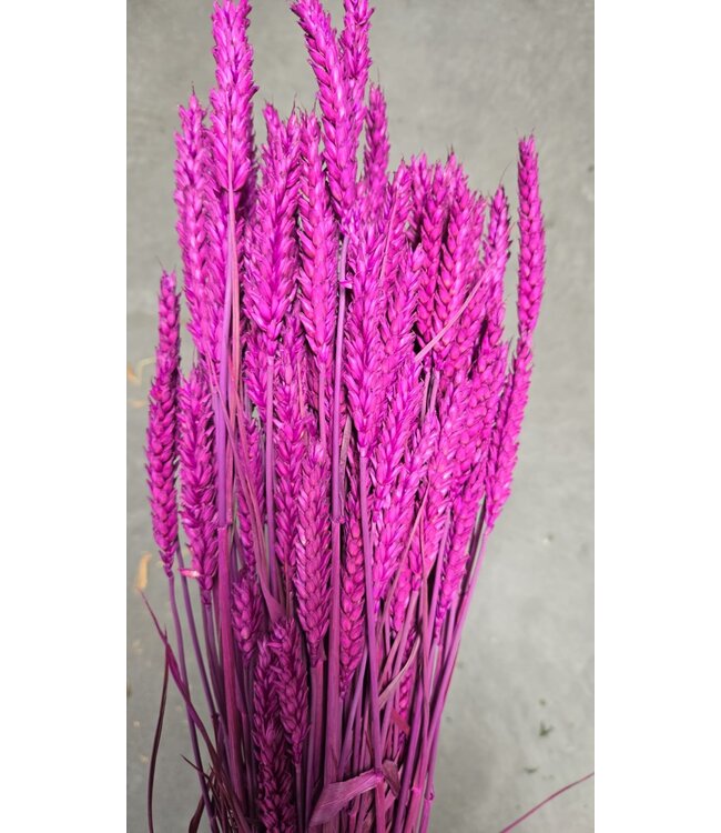 Lila Triticum - Blé fleurs séchées | Longueur ± 70 centimètres | Poids ± 175 grammes