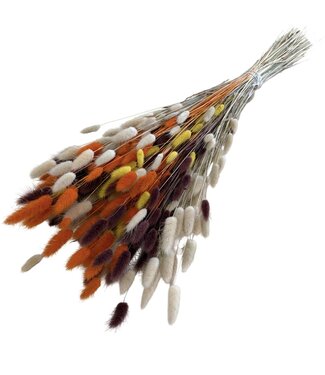MyFlowers Boeket droogbloemen Lagurus Terra Mix | Lengte ± 65 centimeter | Gewicht ± 100 gram