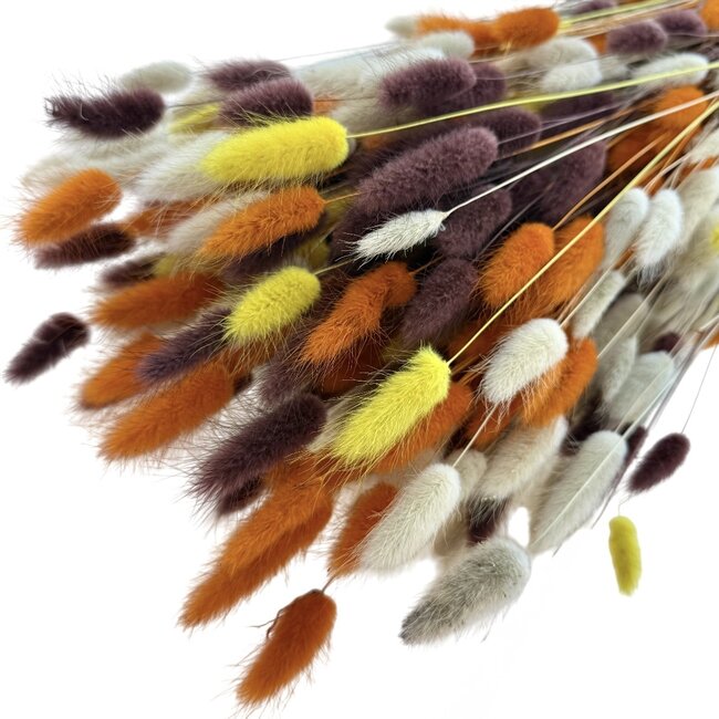 Bouquet of dried flowers Lagurus Terra Mix | Length ± 65 centimetres | Weight ± 100 grams