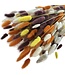 Bouquet de fleurs séchées Lagurus Terra Mix |  | Longueur ± 65 centimètres | Poids ± 100 grammes