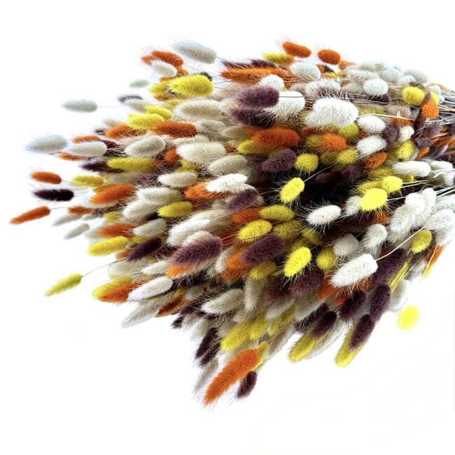 Boeket droogbloemen Lagurus "Terra Mix" | Lengte ± 65 centimeter | Gewicht ± 100 gram