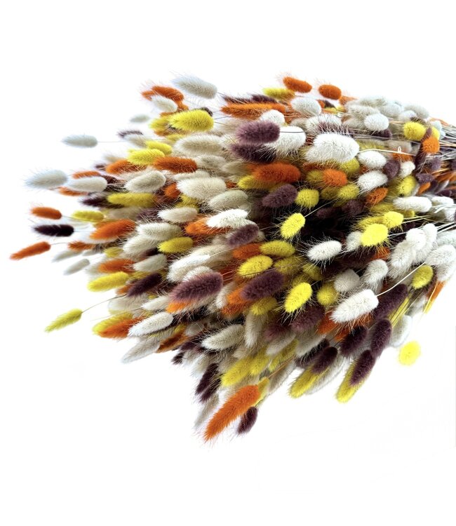 Bouquet de fleurs séchées Lagurus Terra Mix |  | Longueur ± 65 centimètres | Poids ± 100 grammes