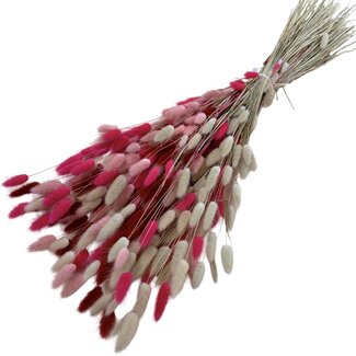 Dutch Dried Lagurus Lady Mix Trockenblumen | Länge ± 65 Zentimeter | Gewicht ± 100 Gramm