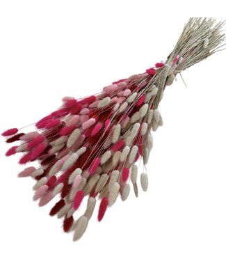 Dutch Dried Lagurus Lady Mix Trockenblumen | Länge ± 65 Zentimeter | Gewicht ± 100 Gramm