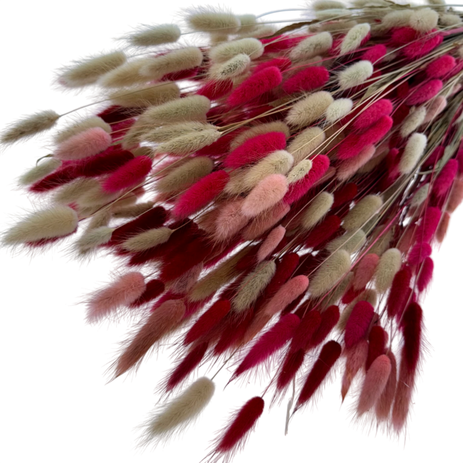 Lagurus Lady mix dried flowers | Length ± 65 centimetres | Weight ± 100 grams