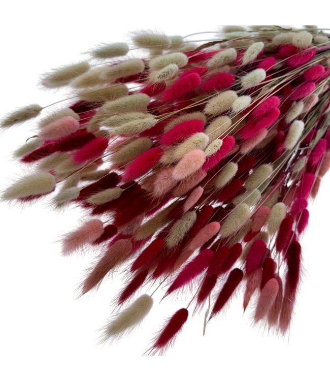 Lagurus Lady mix fleurs séchées | Longueur ± 65 centimètres | Poids ± 100 grammes