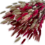 Lagurus Lady mix dried flowers | Length ± 65 centimetres | Weight ± 100 grams