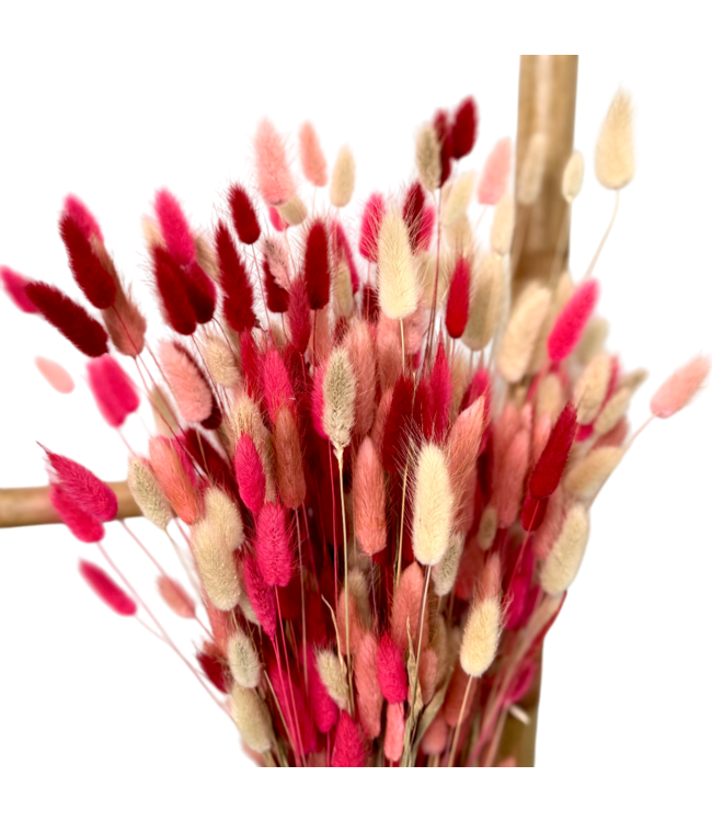 Lagurus Lady mix dried flowers | Length ± 65 centimetres | Weight ± 100 grams