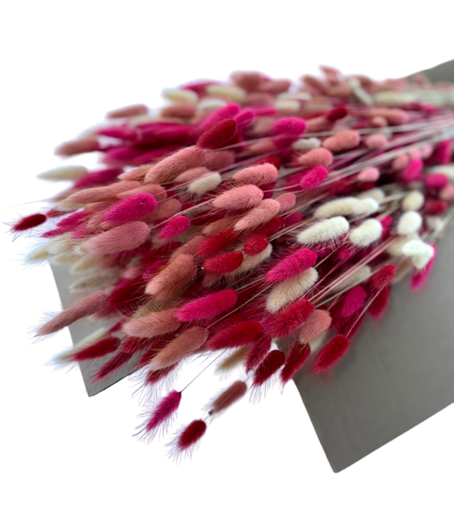 Lagurus Lady mix fleurs séchées | Longueur ± 65 centimètres | Poids ± 100 grammes