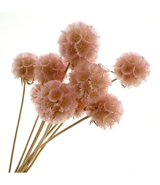 Casa Alegria Light pink bleached Escabiosa dried flowers | Length ± 30 centimetres | Per 10 scabiosas
