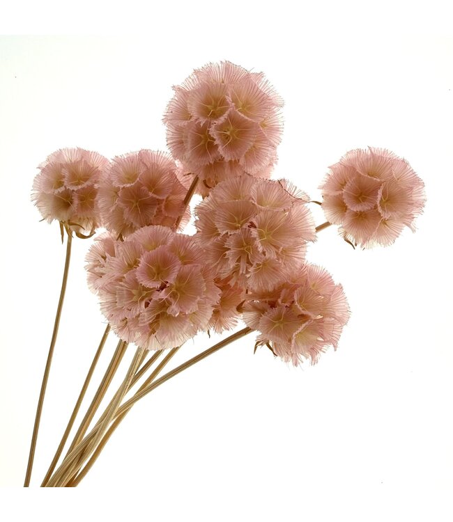 Light pink bleached Scabiosa dried flowers | Length ± 30 centimetres | Per 10 scabiosas