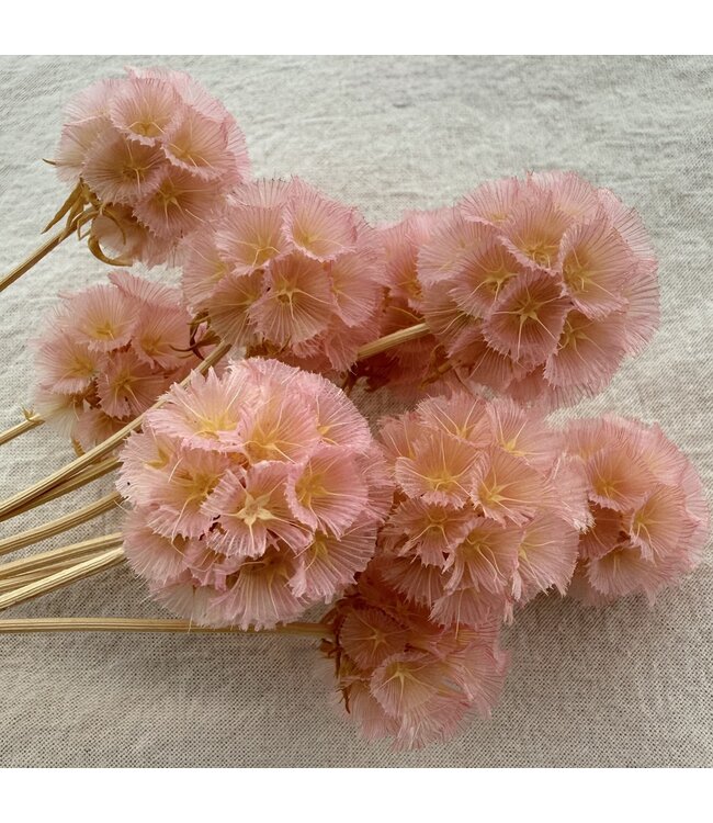 Hellrosa gebleichte Escabiosa Trockenblumen | Länge ± 30 Zentimeter | Pro 10 Scabiosa