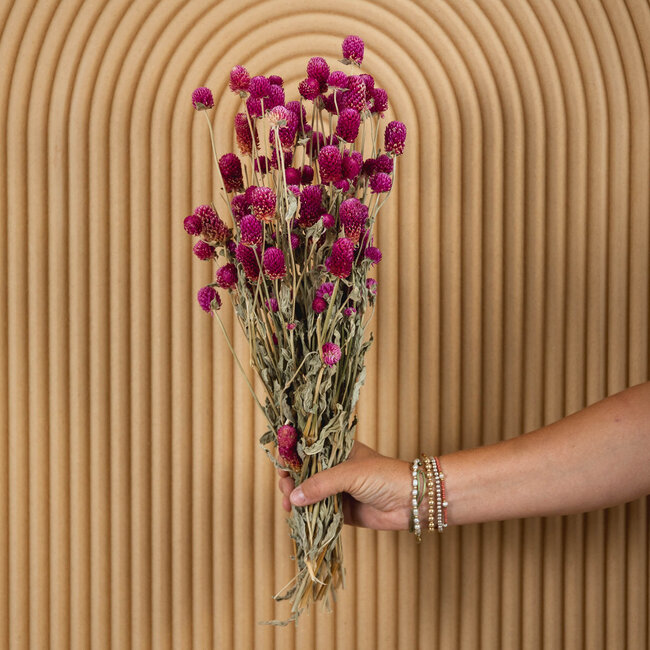 Gomphrena fleurs séchées lilas naturel | Longueur ± 60 centimètres | Poids ± 100 grammes