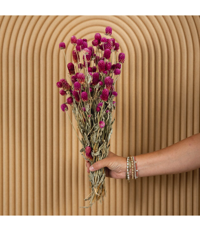 Gomphrena fleurs séchées lilas naturel | Longueur ± 60 centimètres | Poids ± 100 grammes