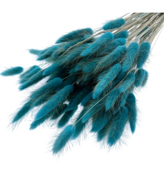 Dolce Vita Bright Petrol Lagurus dried flowers | Length ± 65 centimetres | Weight ± 100 grams