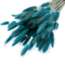 Bright Petrol Lagurus droogbloemen | Lengte ± 65 centimeter | Gewicht ± 100 gram